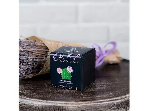 Набор для выращивания Small village cube Эхиноцереус